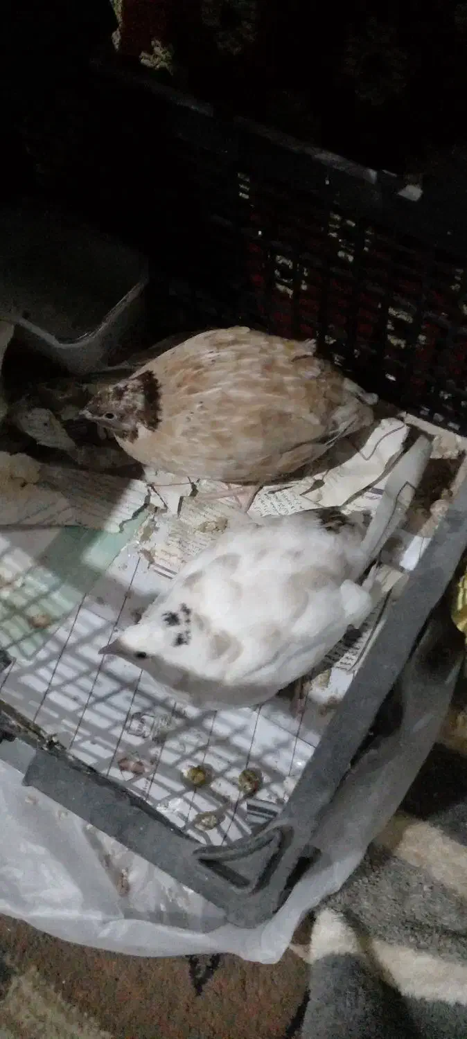 دو عدد بلدرچین|پرنده|رشت, امین الضرب|دیوار