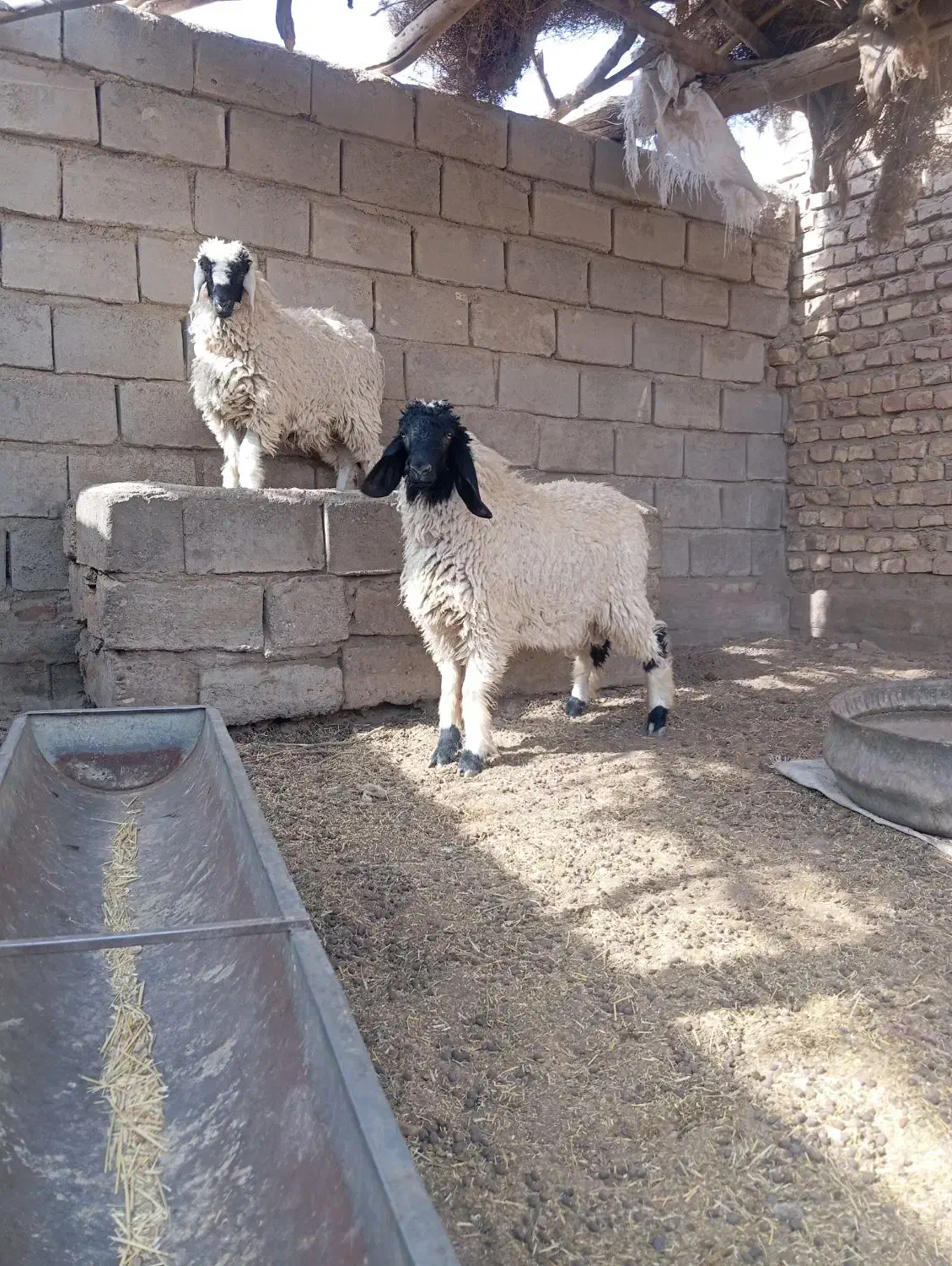 دوتا بره نر و ماده پاکستانی|حیوانات مزرعه|زابل, |دیوار