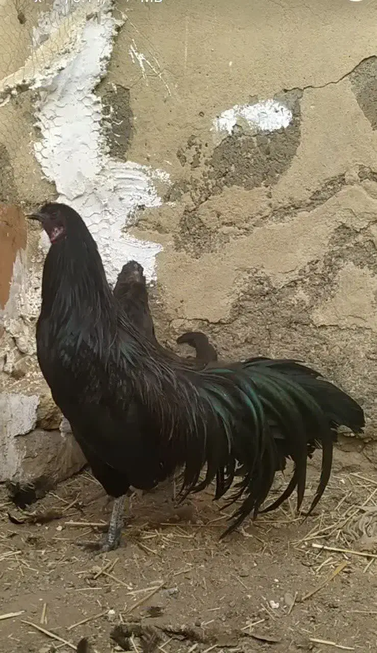 خروس سوماترا|حیوانات مزرعه|تهران, جی|دیوار