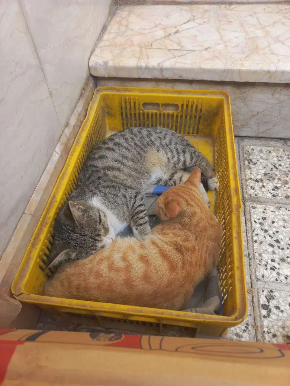 گربه ماده رایگان|گربه|نیشابور, شهرک فرهنگیان|دیوار