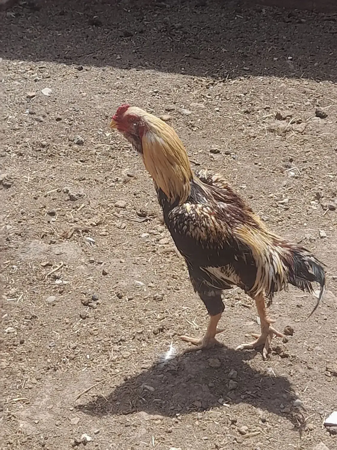 جوجه لاری و خروس|حیوانات مزرعه|زاوه, |دیوار