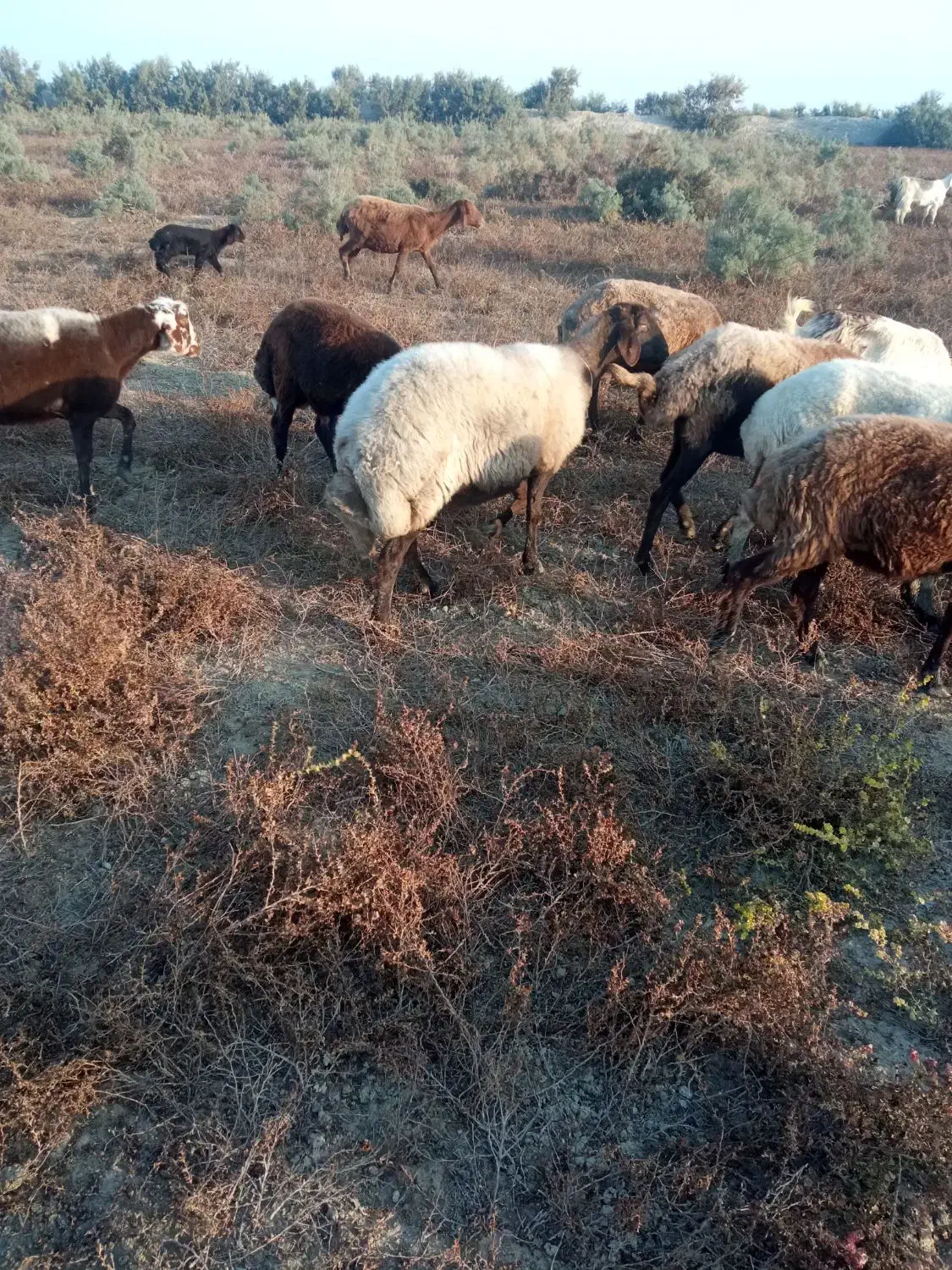 گوسفندچاق|حیوانات مزرعه|گمیشان, |دیوار