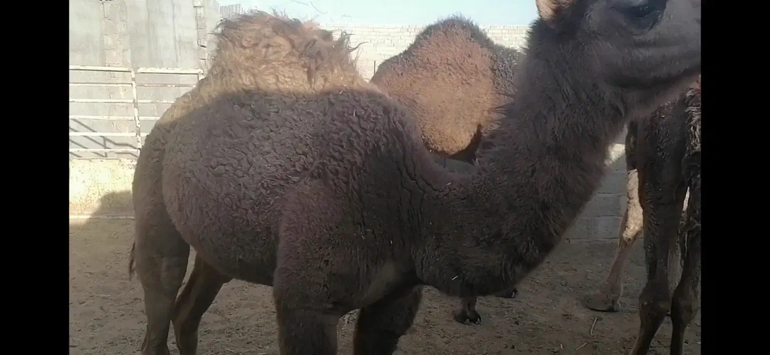 هاشین نر|حیوانات مزرعه|سرایان, |دیوار