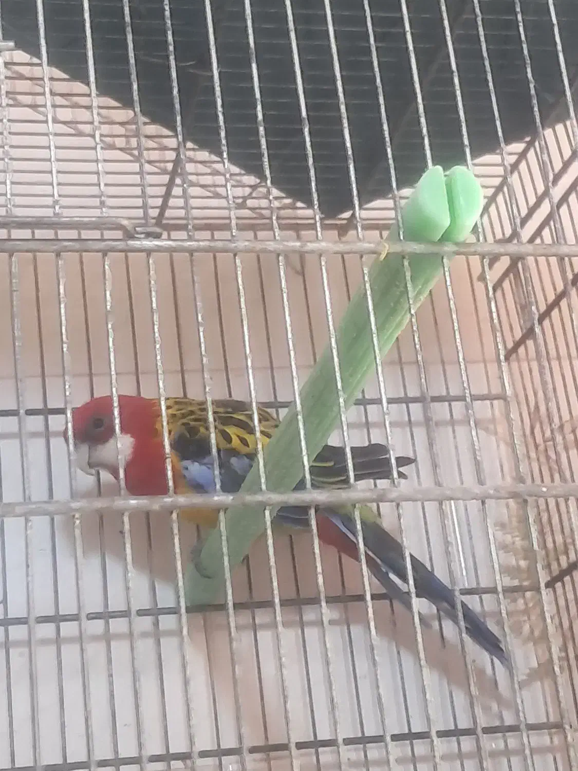 رزیلا|پرنده|بندرعباس, |دیوار