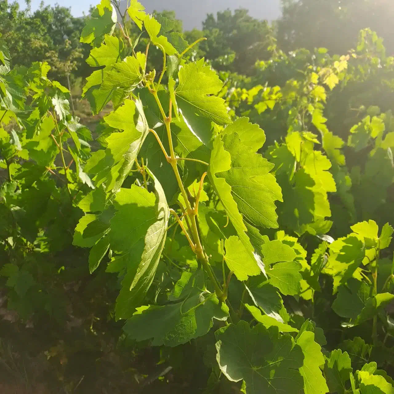 باغ حصار کشیده فروشی|فروش دفتر صنعتی، کشاورزی، تجاری|بروجن, |دیوار