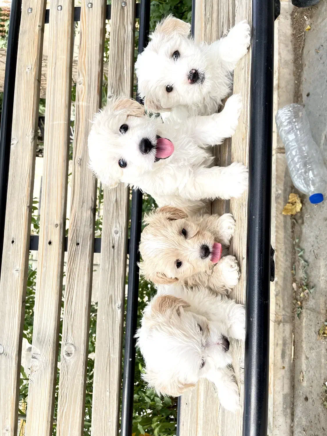 سگ کوچک پشمالو تربیت شده|سگ|تهران, جنت‌آباد جنوبی|دیوار