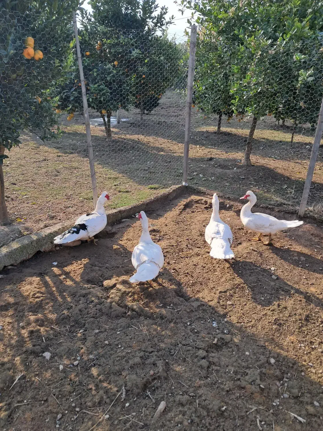 ..اردک اسرائیلی..|حیوانات مزرعه|شیرود, |دیوار