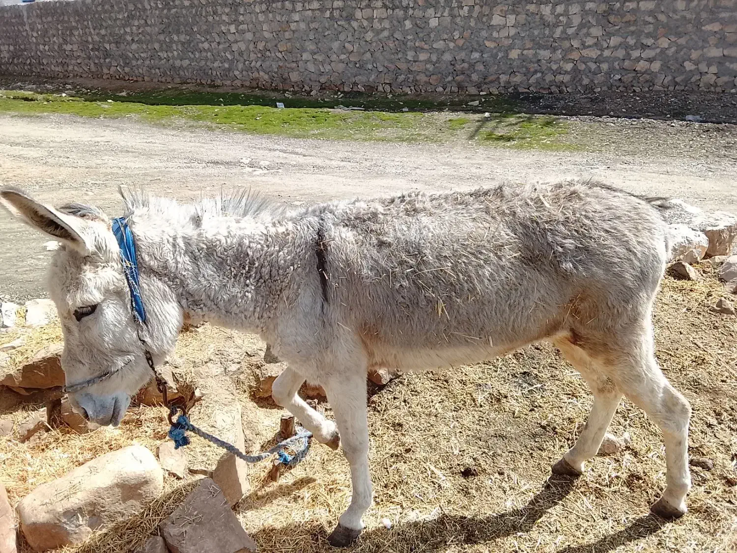 الاغ ماده|حیوانات مزرعه|چگنی, |دیوار