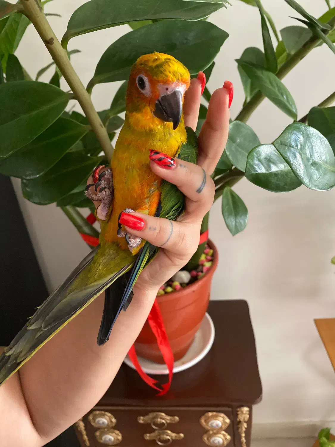 طوطی خورشیدی|پرنده|تهران, شیوا|دیوار