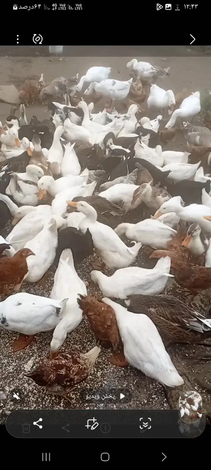 اوردک محلی|حیوانات مزرعه|چابکسر, |دیوار