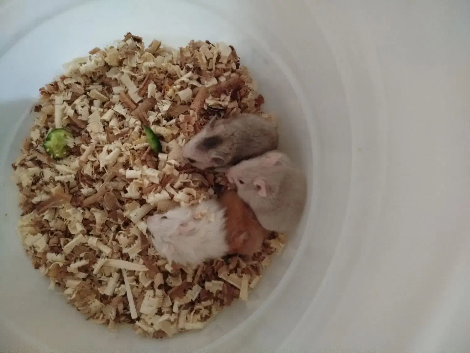 همستر زیبا وبازیگوش|موش و خرگوش|بندرعباس, |دیوار