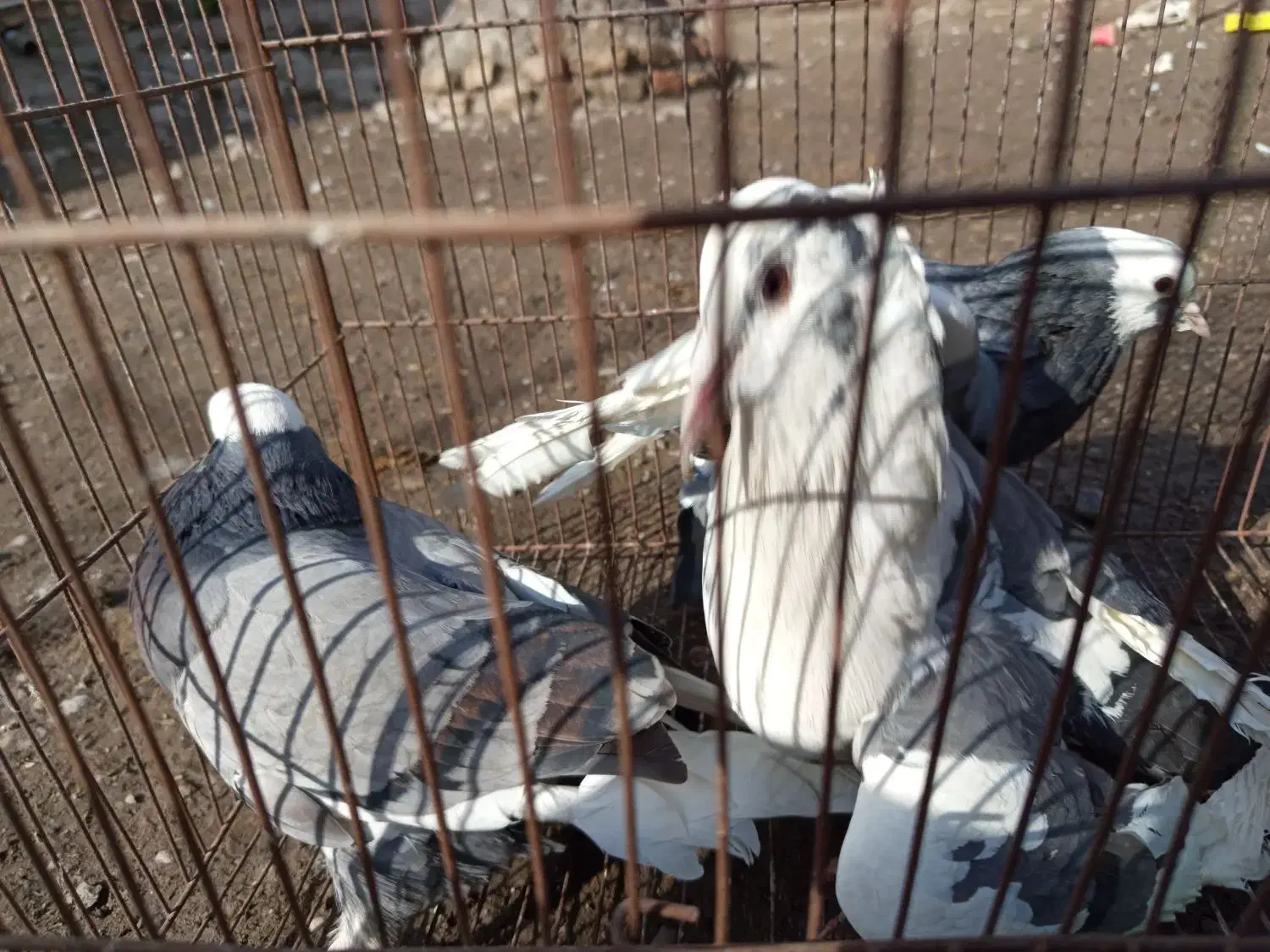 کبوتر|پرنده|فاضل آباد, |دیوار