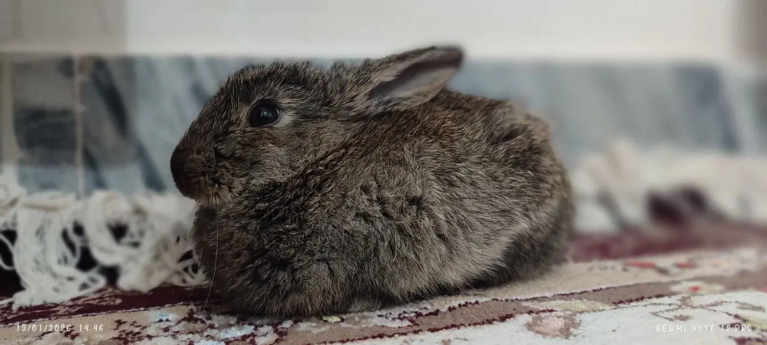 خرگوش|موش و خرگوش|دلبران, |دیوار