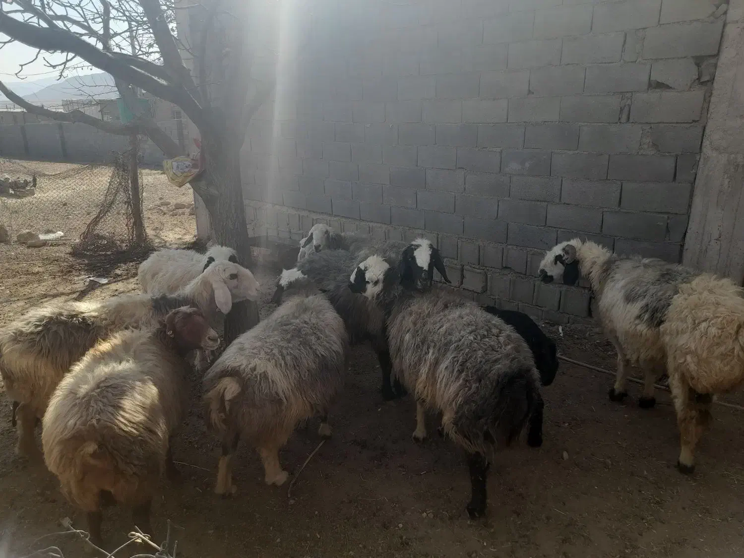 میش داشتی|حیوانات مزرعه|بروجن, |دیوار