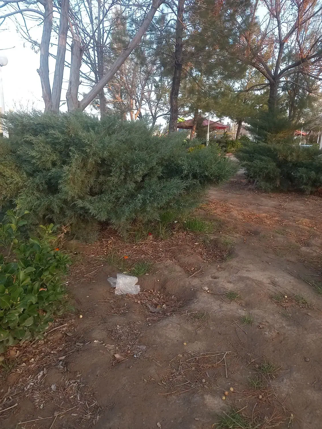 کاریابی...|خدمات باغبانی و درختکاری|تربت جام, میان جام|دیوار