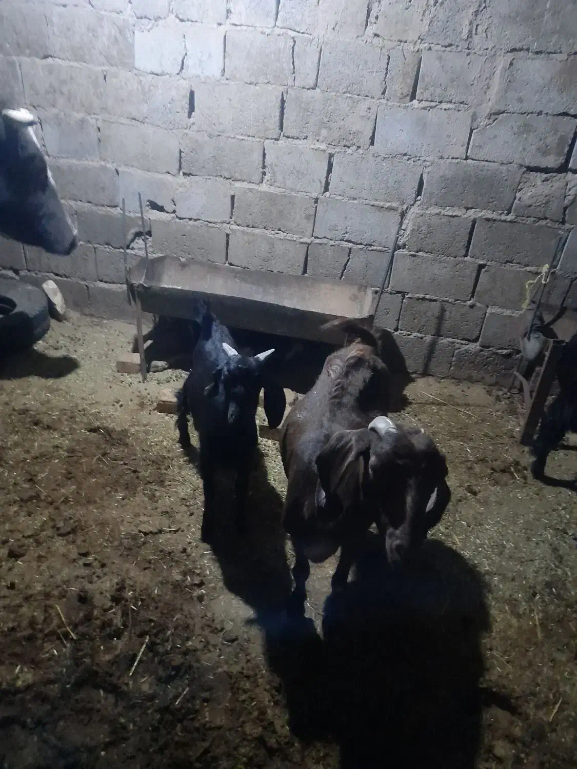 حیوانات مزرعه|حیوانات مزرعه|فریمان, |دیوار