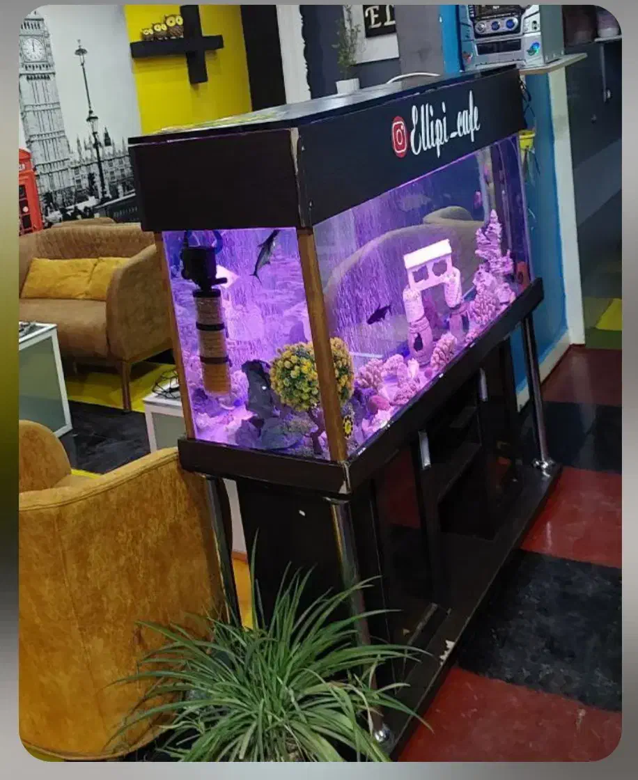 آکواریوم|فعالیت داوطلبانه|کوهدشت, |دیوار