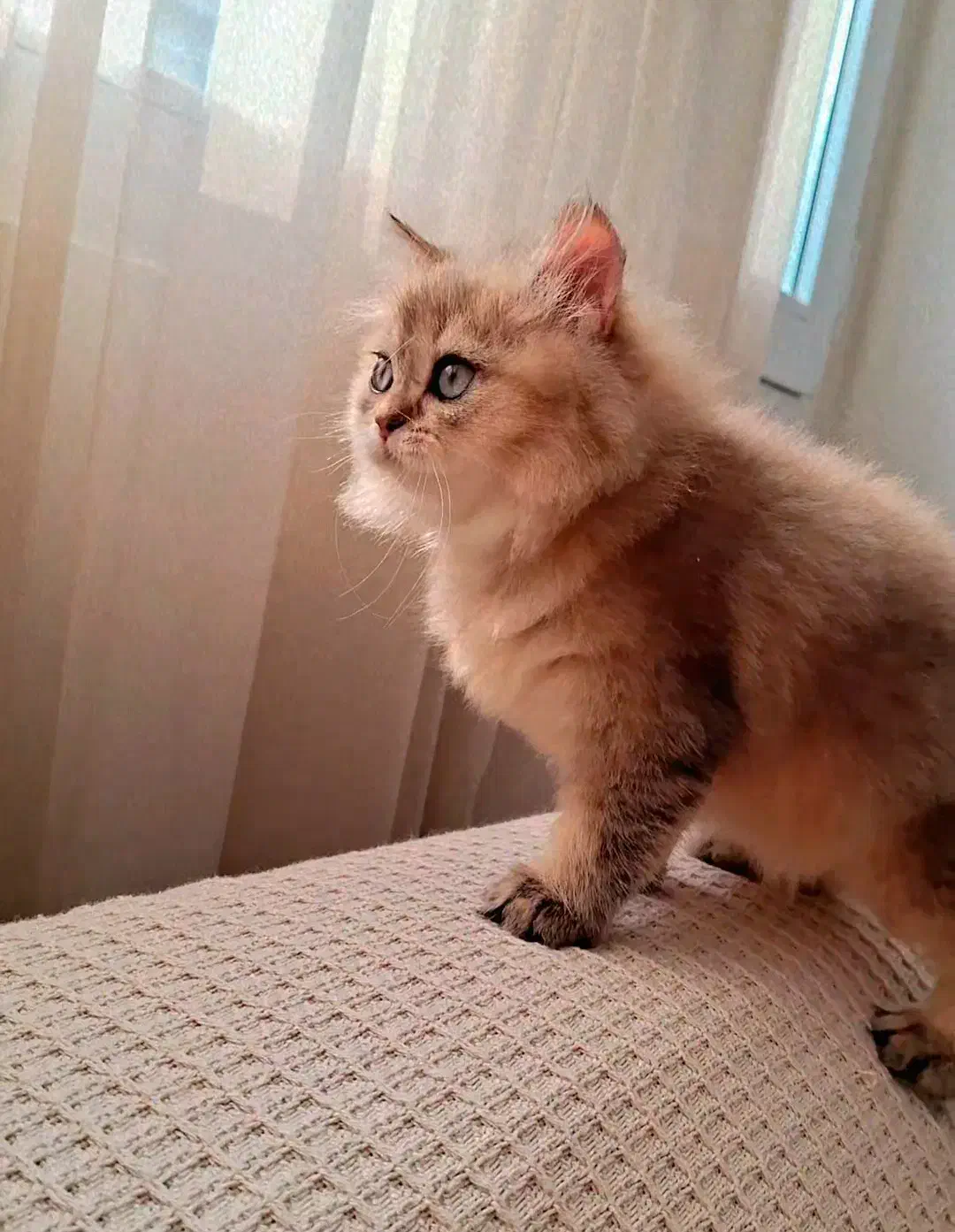 بریتیش اصل|گربه|تهران, دبستان|دیوار