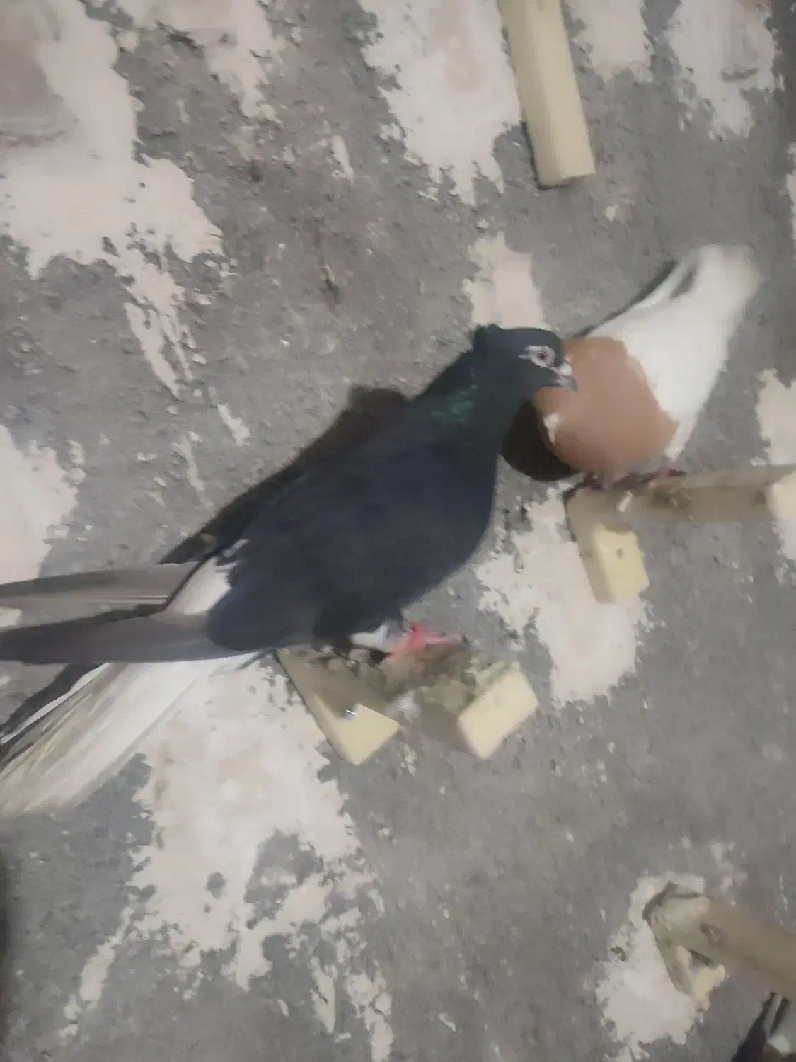 دم سفید|پرنده|خرم‌آباد, |دیوار