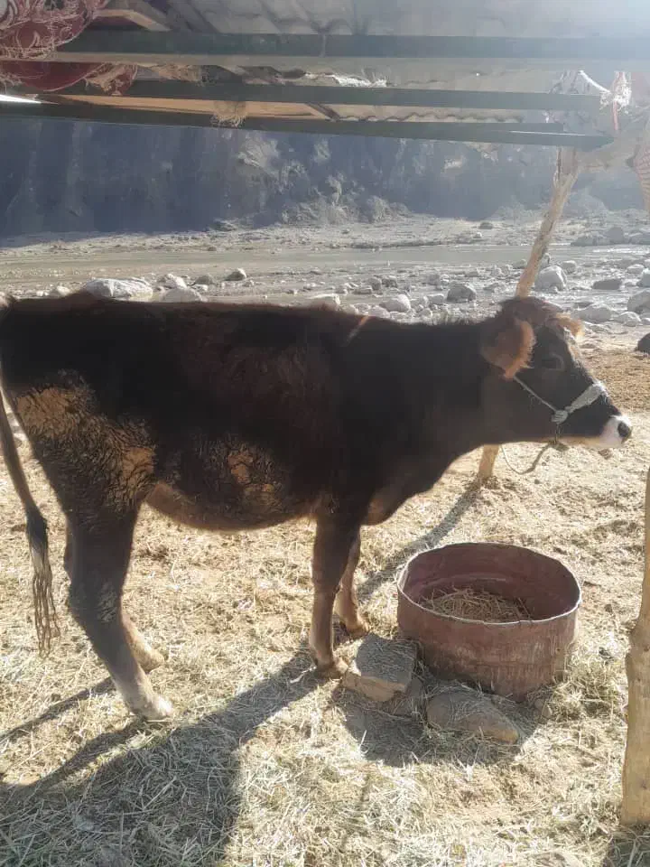 گاو نوکل نزایده|حیوانات مزرعه|شاهیوند, |دیوار