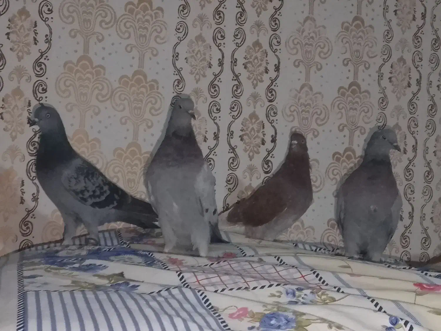 چهار تا نر پرشی|پرنده|کرباسک, |دیوار