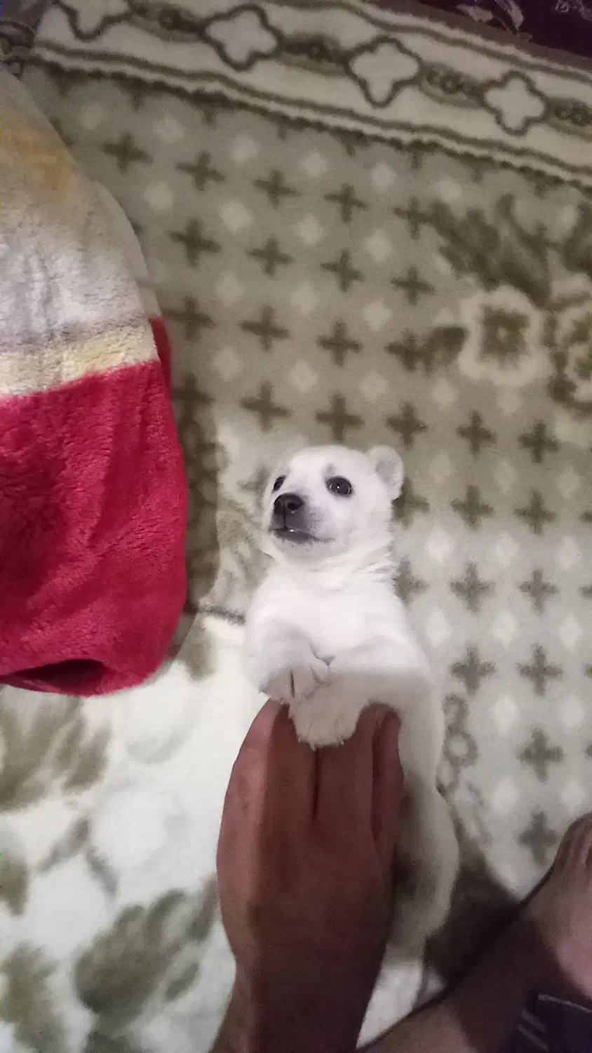 سگ پاکوتاه|سگ|تهران, جوادیه تهرانپارس|دیوار