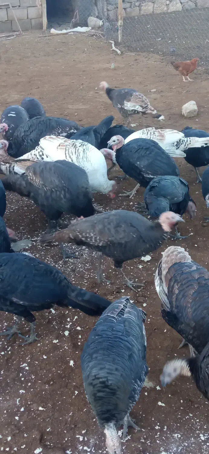 فروش بوقلمون|حیوانات مزرعه|شوط, |دیوار