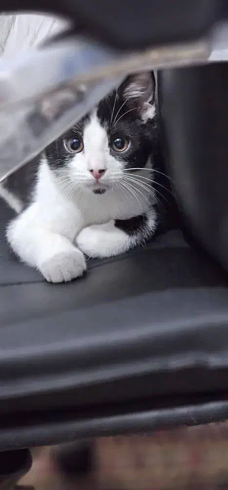 واگذاری گربه میکس بریتیش|گربه|اصفهان, باغ گلها|دیوار