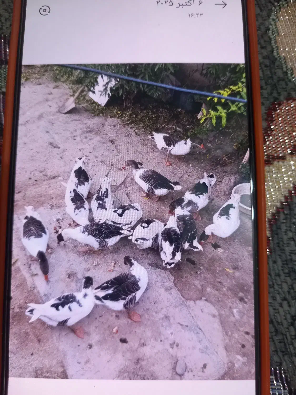 غاز فرشی اصلاندوز تربت کندی|حیوانات مزرعه|اصلاندوز, |دیوار