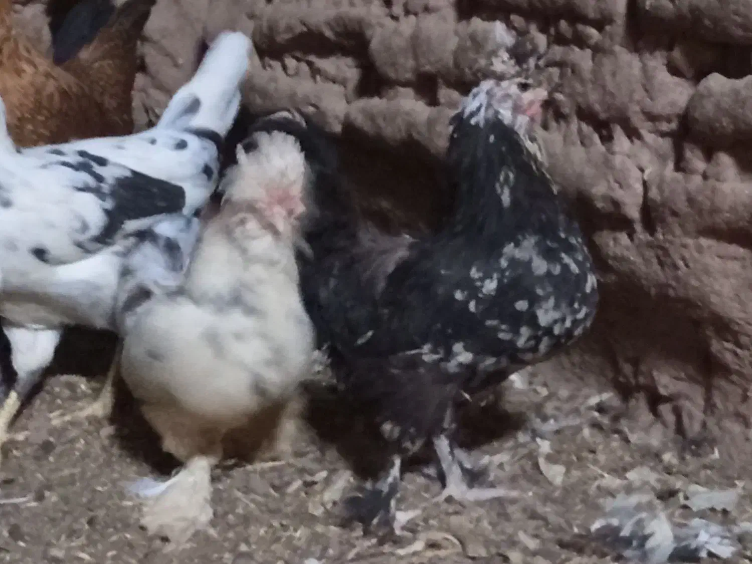 مرغ وخروس زینتی کل مرغ وخروس جوجه زیرمرغ ب شرط تخم|حیوانات مزرعه|میبد, |دیوار