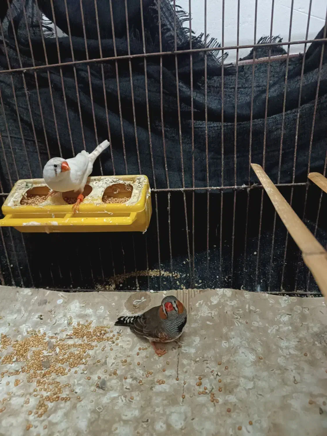 فروش جفت فنچ|پرنده|کردکوی, |دیوار