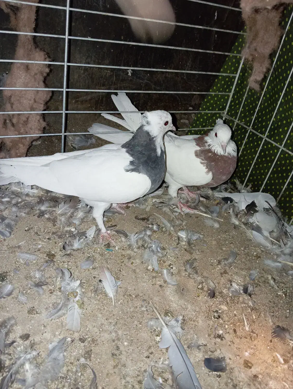 نرو ماده طوقی|پرنده|بافق, |دیوار