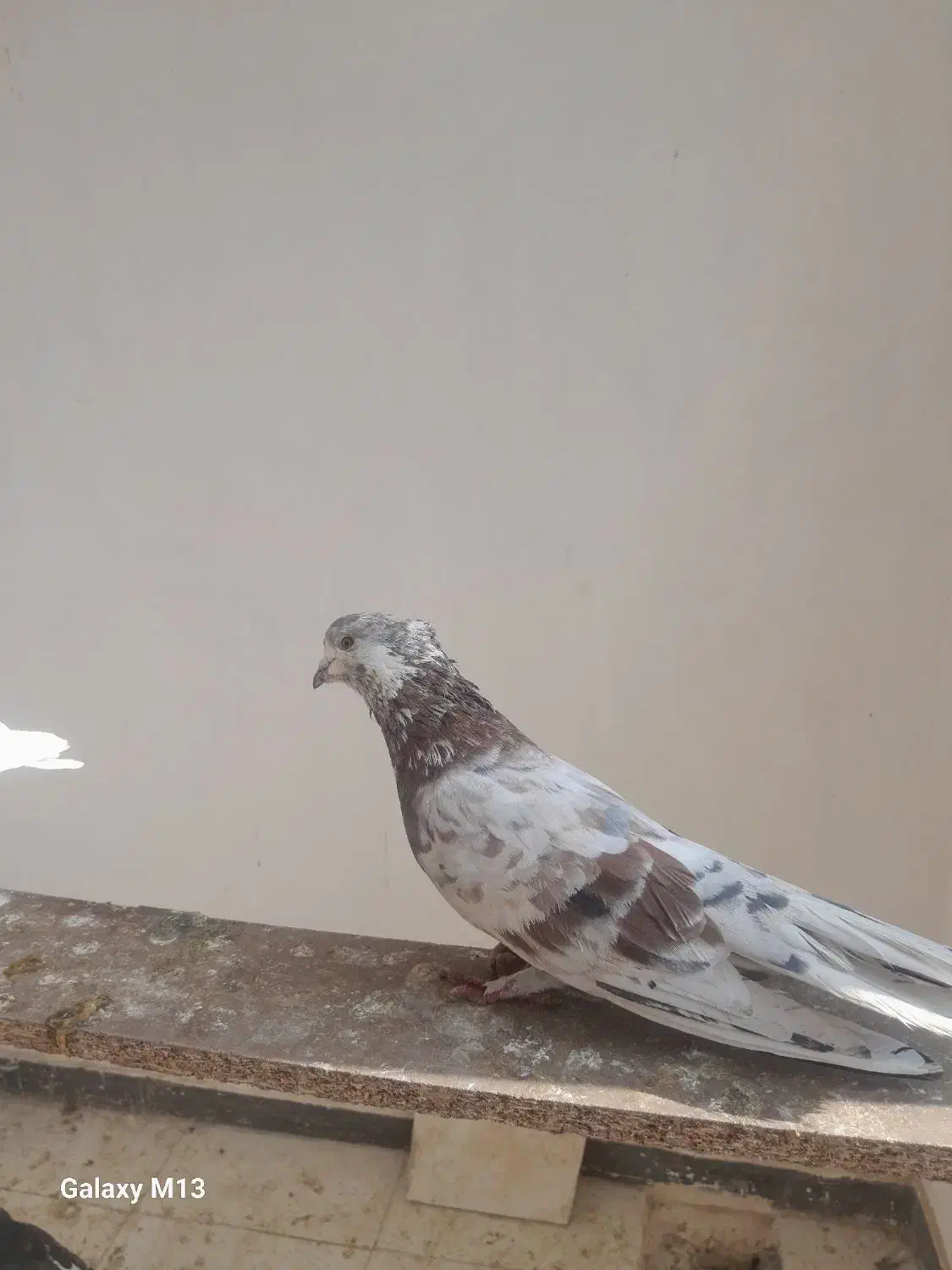 کفتر پرشی|پرنده|فردیس, شهرک ناز|دیوار