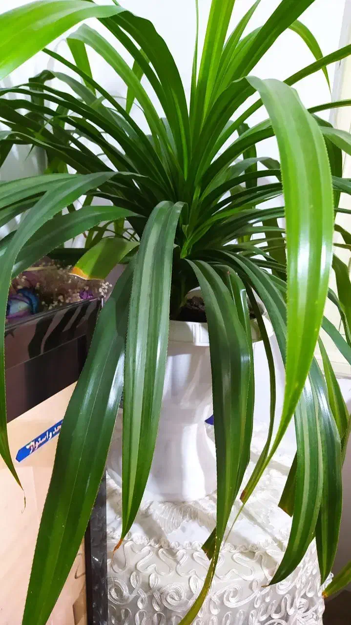 گل زینتی|گل و گیاه طبیعی|ارومیه, |دیوار