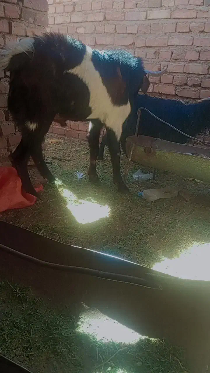 21000000|حیوانات مزرعه|خاش, |دیوار