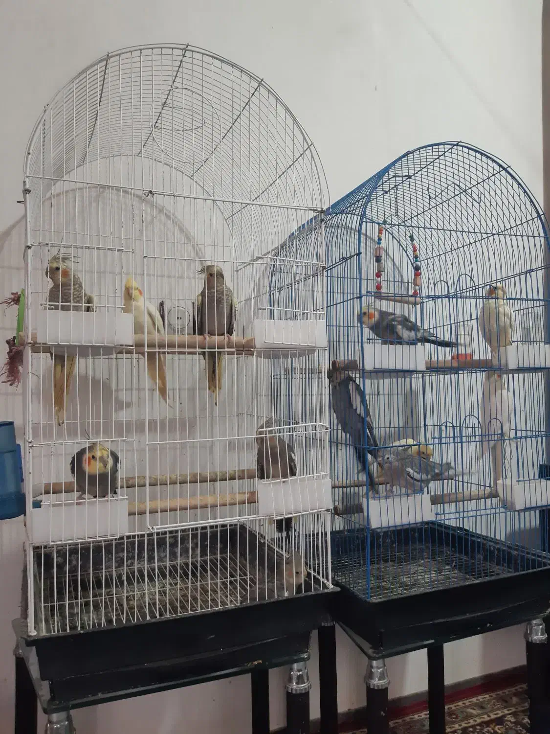 فروش ۲ عد طوطی عروس زرد خالخالیو سینامون تکی نمیدم|پرنده|نور, |دیوار