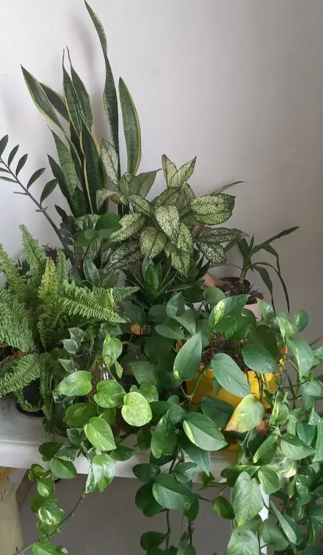 تعدادی گل|گل و گیاه طبیعی|رشت, شهرک آیت الله منتظری|دیوار