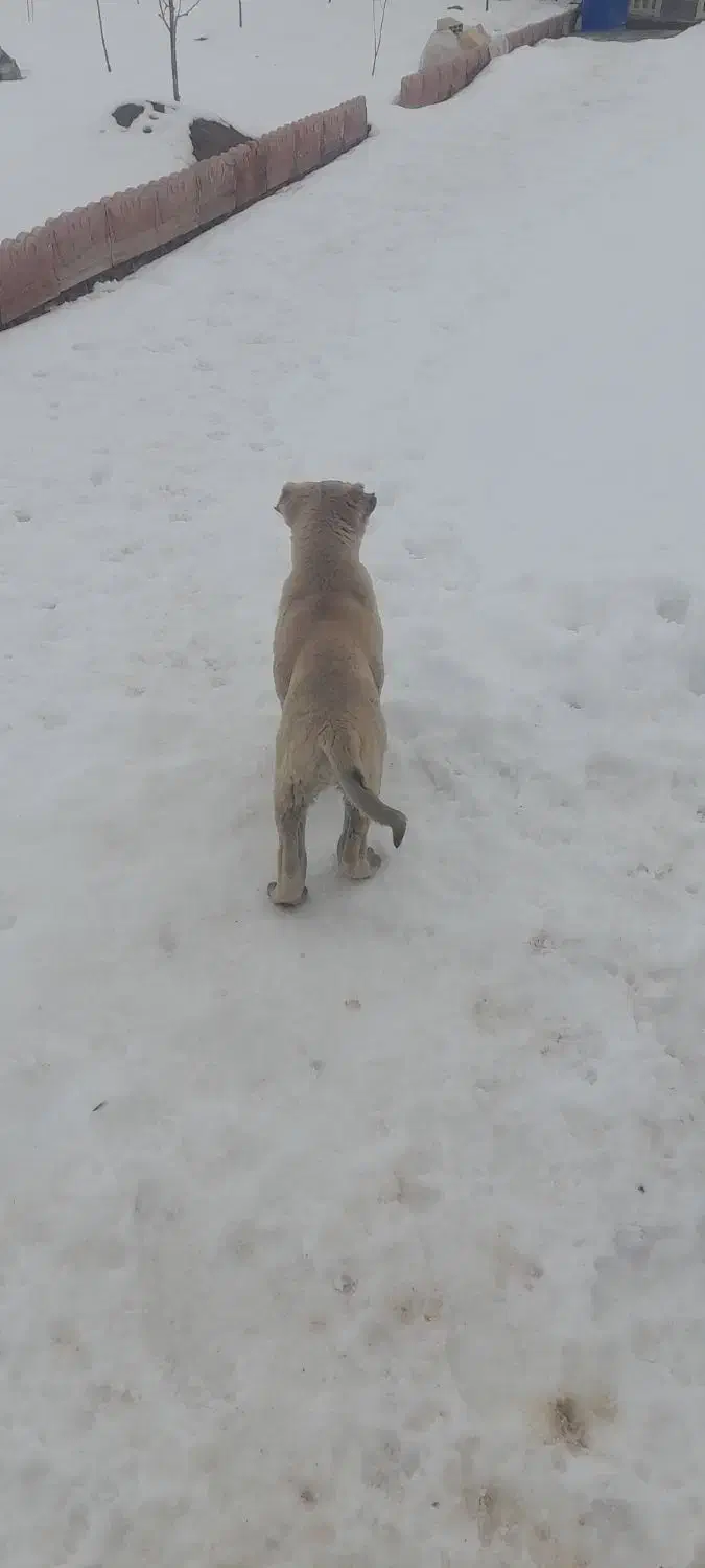 توله سگ کانگال|سگ|تبریز, |دیوار