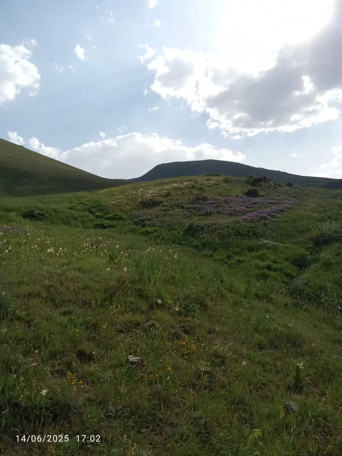 سیب بادریز روی درخت و زمین خریدارم|خدمات باغبانی و درختکاری|اهر, |دیوار