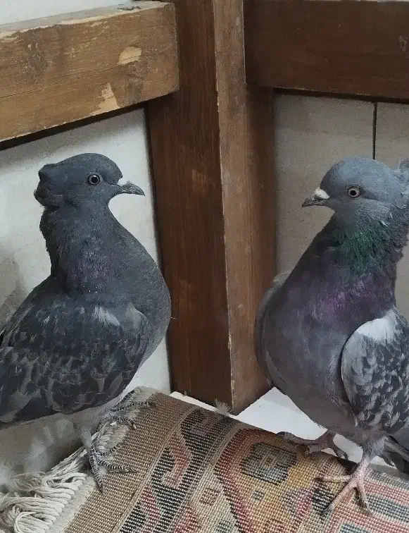 کبوتر|پرنده|اصفهان, ارغوانیه|دیوار