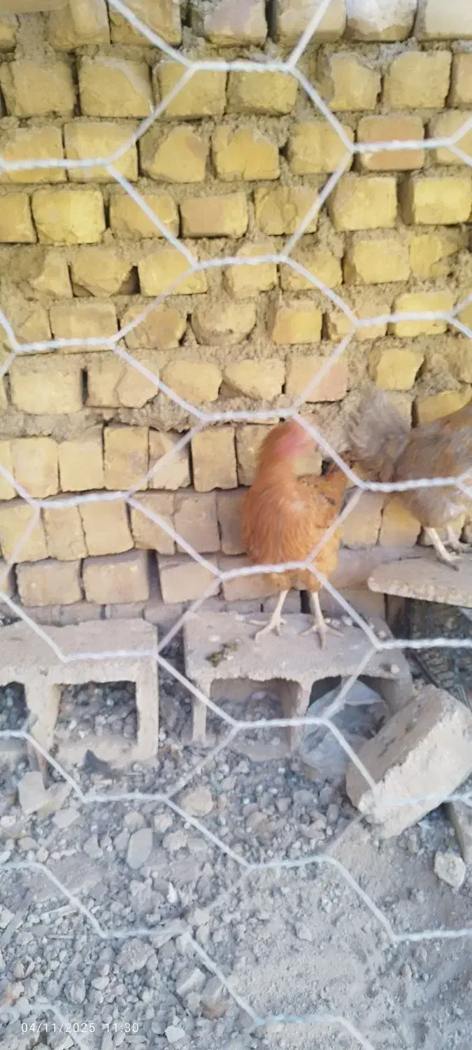 مرغ  بومی تخم گذار|حیوانات مزرعه|خمینی‌شهر, |دیوار