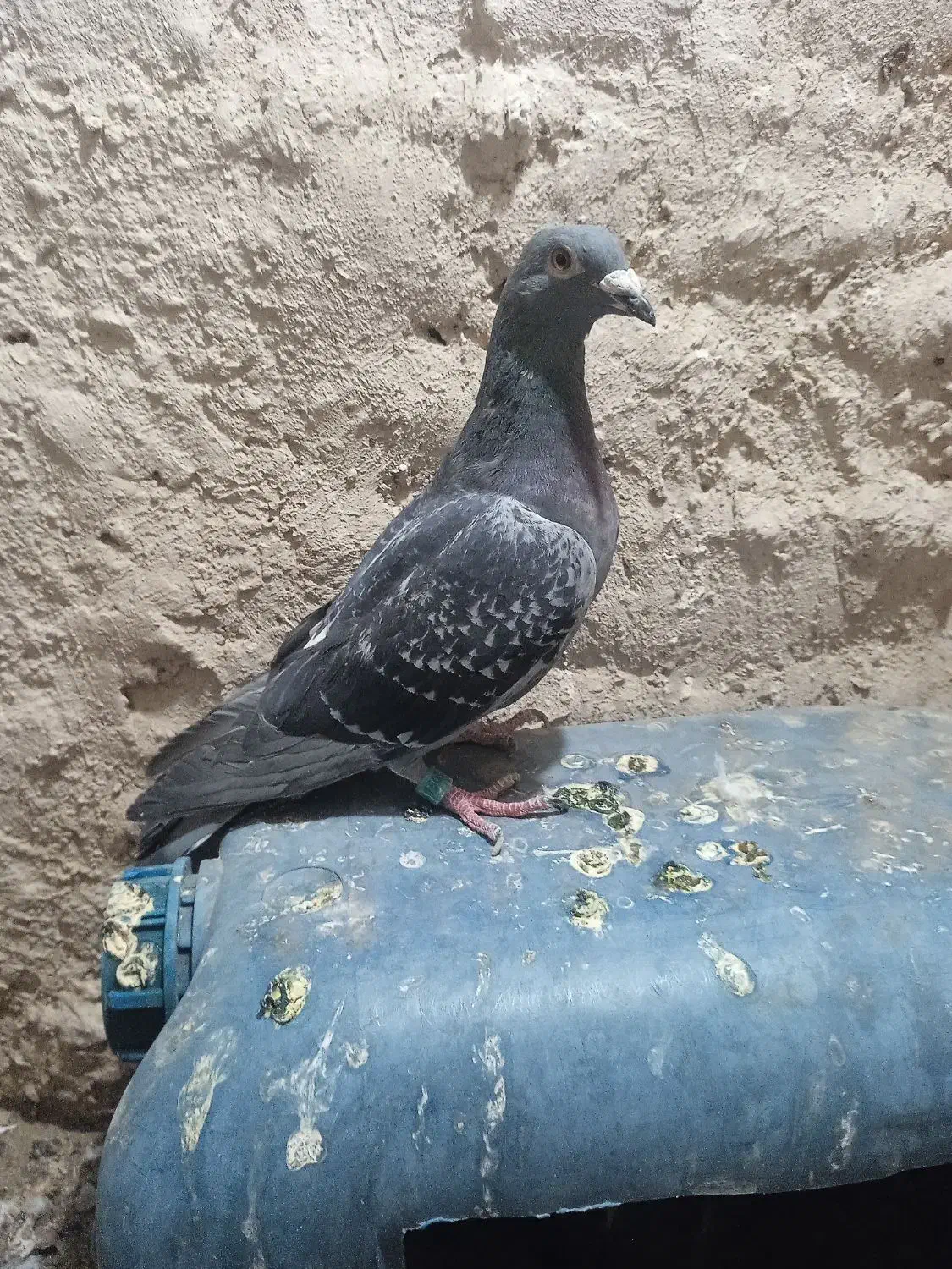 پولک و ساده کاکلی|پرنده|تربت‌حیدریه, منظر|دیوار