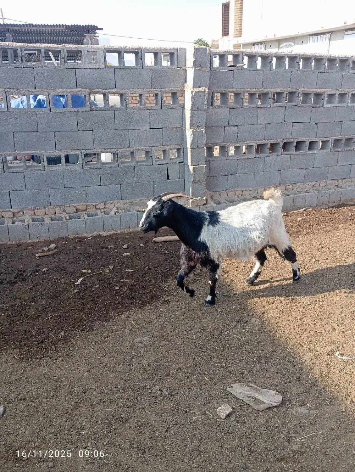 بز مخصوص کشتار|حیوانات مزرعه|مرودشت, نقش رستم|دیوار