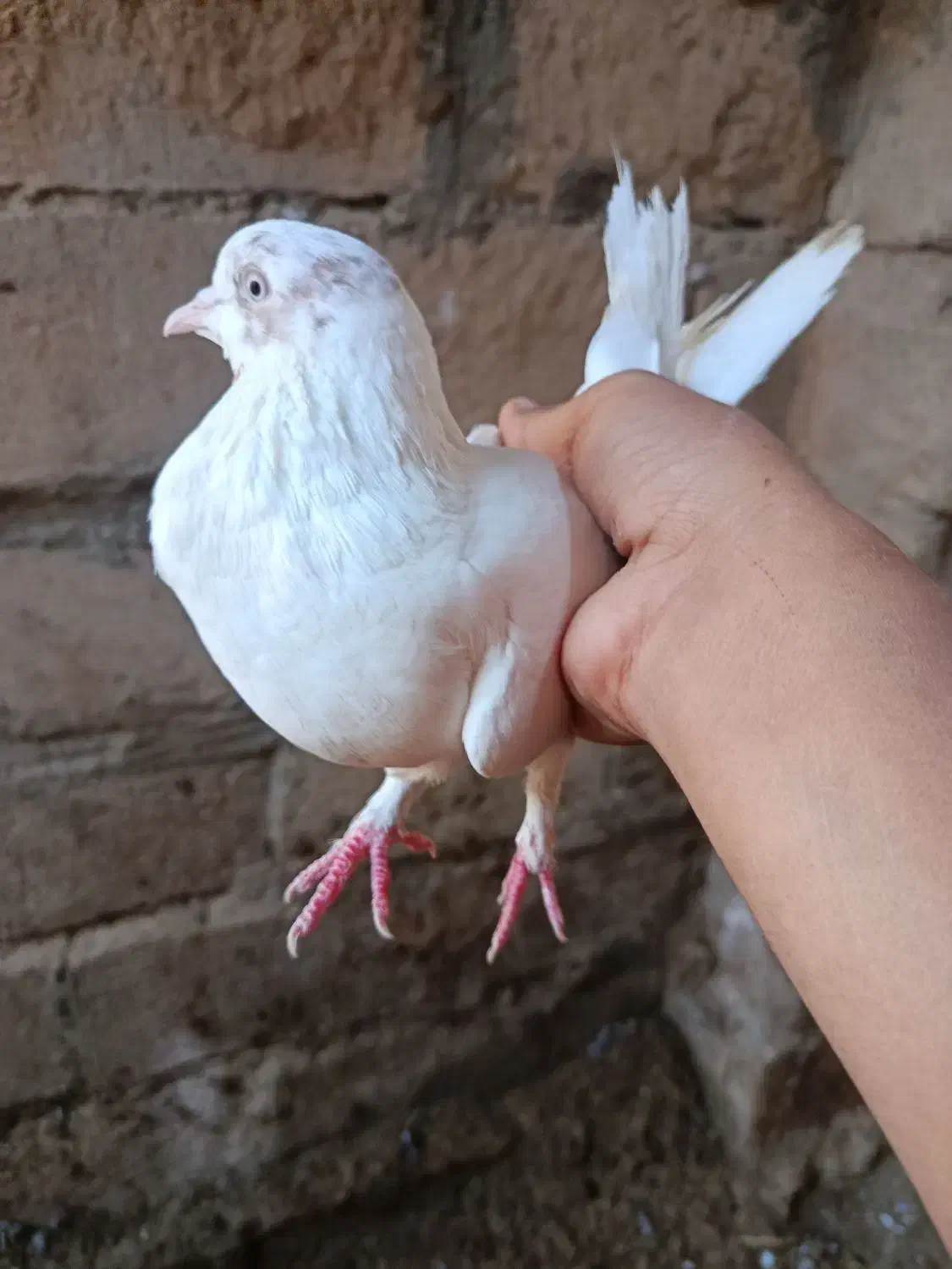 کبوتر شب مونده تو هوا رفته|پرنده|بکتاش, |دیوار