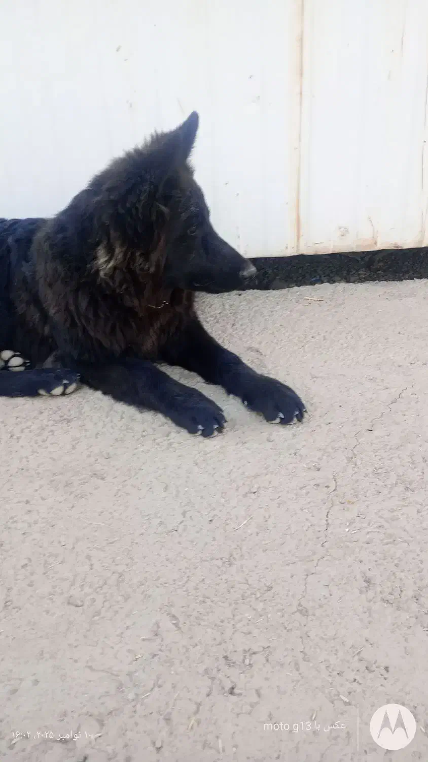 شاه توله ژرمن بلک نرر کرمان|سگ|کرمان, |دیوار