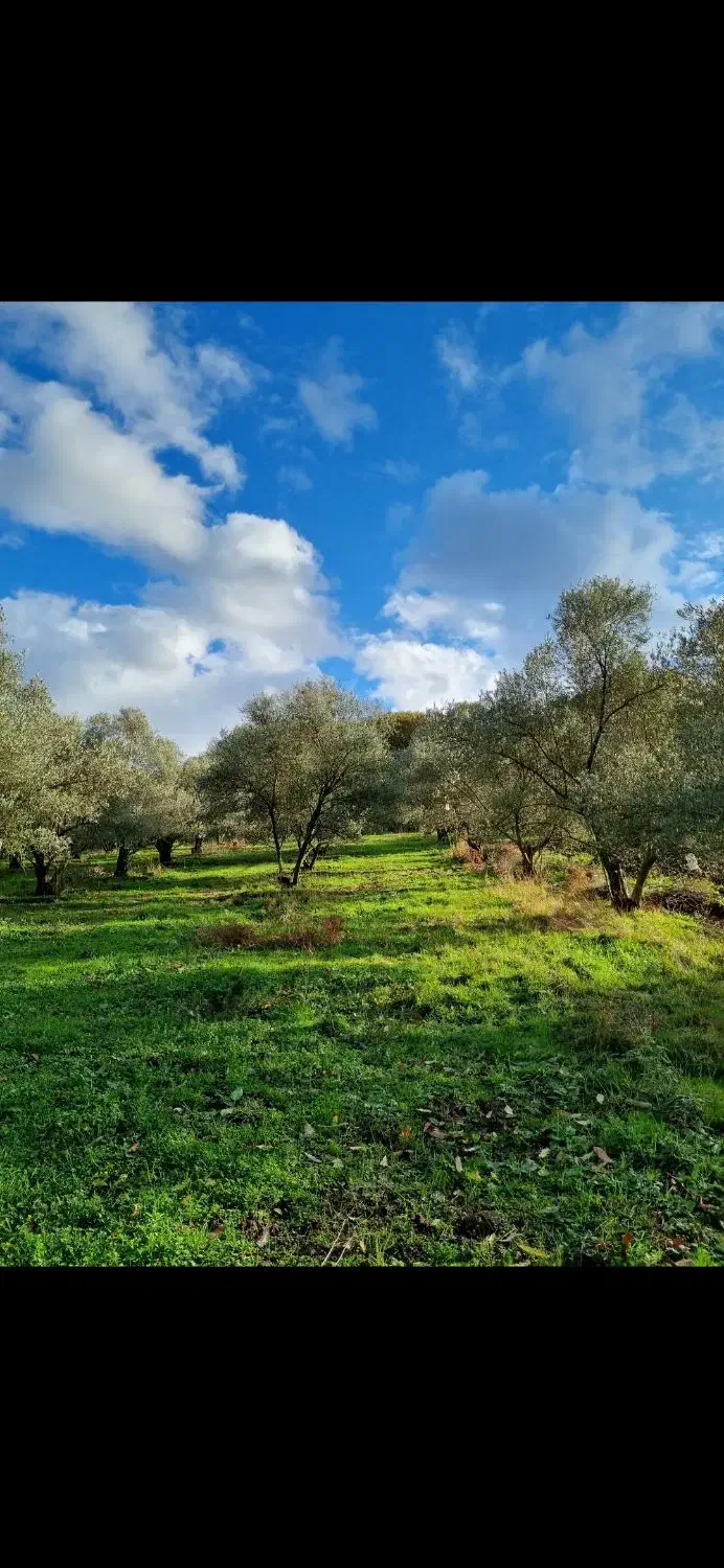 باغ زیتون 5000 متری سنددار صیاد شیرازی|فروش دفتر صنعتی، کشاورزی، تجاری|گرگان, |دیوار