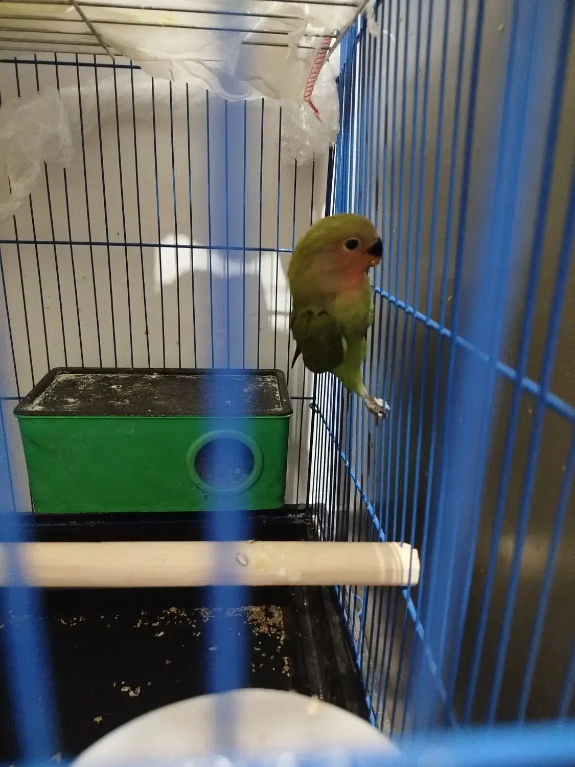 طوطی برزیلی اوپال|پرنده|فردیس, ثابتی|دیوار