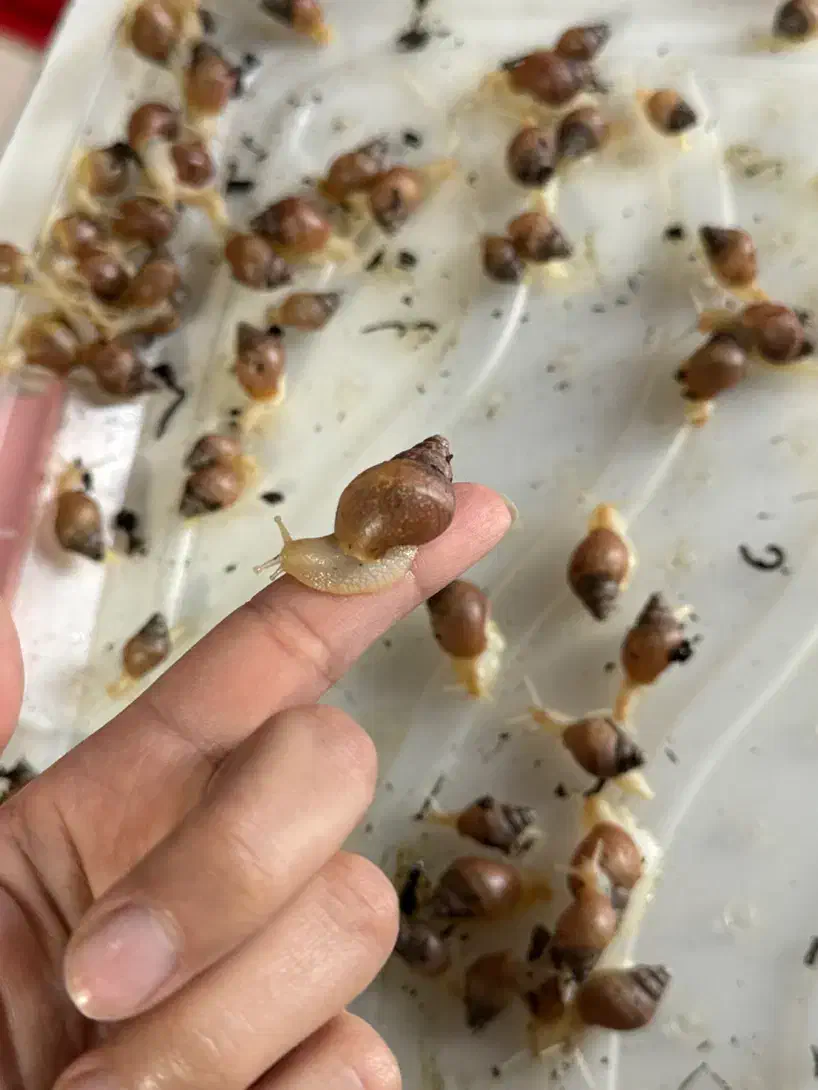 بچه حلزون|خزنده|شاهین‌شهر, فیض|دیوار