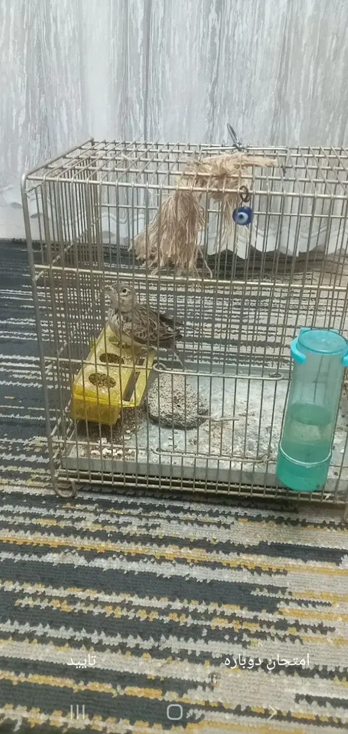 سهره|پرنده|پیشوا, |دیوار