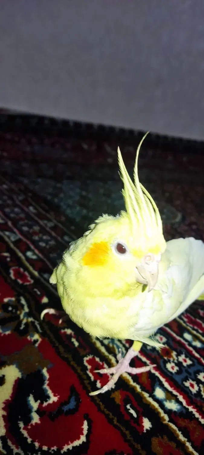 عروس هلندی پرنده|پرنده|همدان, |دیوار